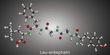 Leu-enkephalin molekülü. Endojen opioid peptit. Moleküler model. 3 boyutlu görüntüleme. Görüntü
