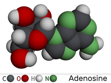 Adenozin ribonükleosit molekülü. Nükleositin moleküler modeli. 3 boyutlu görüntüleme. Görüntü
