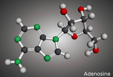 Adenozin ribonükleosit molekülü. Nükleositin moleküler modeli. 3 boyutlu görüntüleme. Görüntü