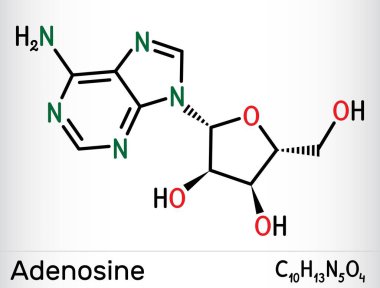 Adenozin ribonükleosit molekülü. Nükleositin iskelet kimyasal formülü. Vektör illüstrasyonu