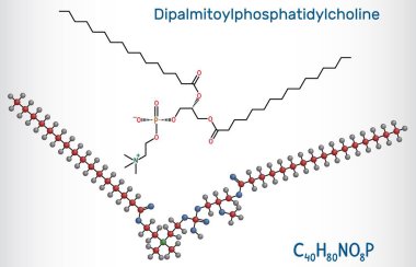 Dipalmitolifosfatidikolin, DPPC molekülü. Akciğer yüzeyinde doğal fosfolipid mevcut. Yapısal kimyasal formül, molekül modeli. Vektör illüstrasyonu