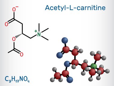 Asetil-L-carnitin, ALC, ALCAR molekülü. Beslenme takviyesi asetilkarnitin. Vektör bilimsel illüstrasyon
