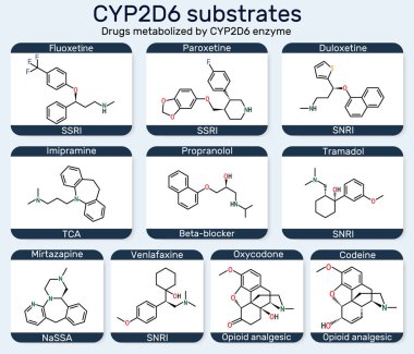 CYP2D6 molekülü çıkartır. Fluoxetine, paroxetine, duloxetine, venlafaxine, tramadol, codeine, imipramine, mirtazapine, oxycodone, propranolol metabolize edilmiş sitokrom P450 enzimi. Vektör illüstrasyonu