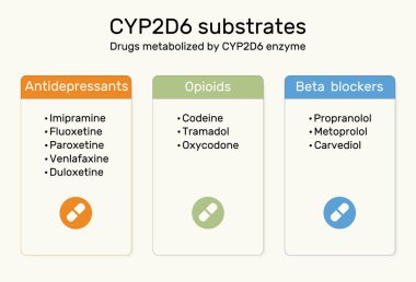 CYP2D6 bilgiyi substrat olarak kullanır. CYP2D6 enzimi tarafından metabolize edilen ilaçlar. Antidepresanlar, opioidler, beta blokerler. Vektör illüstrasyonu