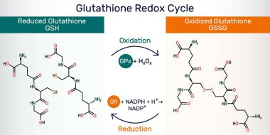 Glutathione redox döngüsü. Glutathione GSH ve glutathione disülfür GSSG kimyasal yapıları var. Vektör illüstrasyonu