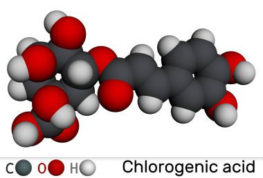 Klorojenik asit molekülü. Bitkisel polifenol antioksidanın kimyasal yapısı. Moleküler model. 3 boyutlu görüntüleme. Görüntü