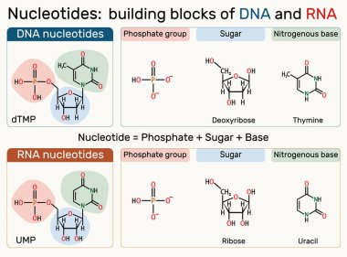 DNA ve RNA nükleotitlerinin yapısı: fosfat. Deoksitimidin monofosfat (dTMP), idrar monofosfat (UMP) molekülü