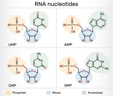 RNA nükleotid molekülleri. Ribonükleosit monofosfat: AMP, GMP, CMP, fosfat, riboz ve nükleobazlı UMP