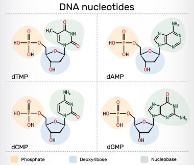 DNA nükleotid molekülleri. Deoksiribonükleosit monofosfat: dAMP, dGMP, dTMP, fosfat, deoksiriboz ve nükleobazlı dTMP 