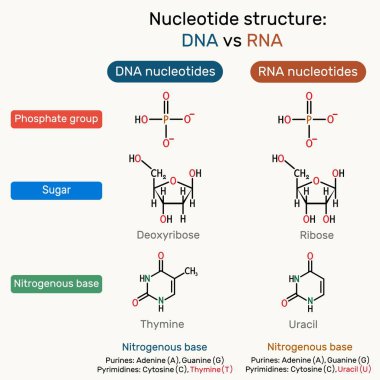 DNA ve RNA nükleotitlerinin yapısı: fosfat. Deoksitimidin monofosfat (dTMP), idrar monofosfat (UMP) molekülü