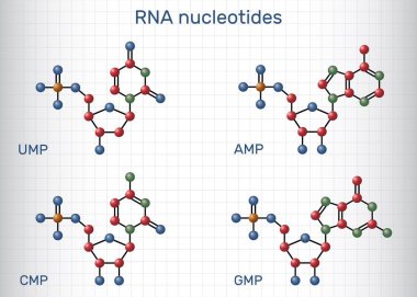 RNA nükleotid molekülleri. Ribonükleosit monofosfat: AMP, GMP, CMP, fosfat, riboz ve nükleobazlı UMP