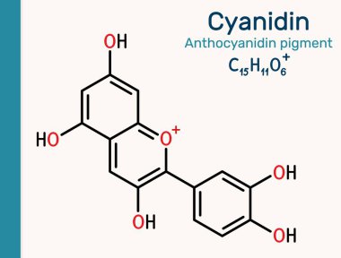Siyanidin molekülü. Böğürtlen ve bitkilerde bulunan katyonik anthocyanidin pigmenti. Vektör illüstrasyonu