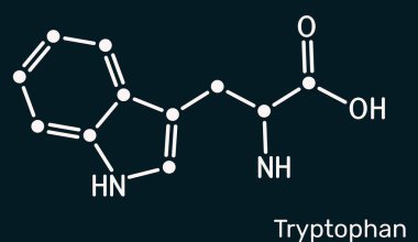 Tryptophan, Trp veya W molekül kimyasal yapısı. Temel amino asit ve serotonin öncülü. Koyu mavi arkaplan, resimleme