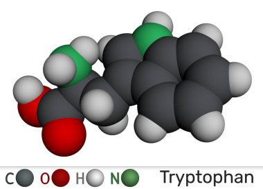 Tryptophan, Trp veya W molekül kimyasal yapısı. Temel amino asit ve serotonin öncülü. Moleküler model. 3 boyutlu görüntüleme. Görüntü