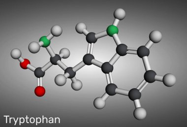 Tryptophan, Trp veya W molekül kimyasal yapısı. Temel amino asit ve serotonin öncülü. Moleküler model. 3 boyutlu görüntüleme. Görüntü