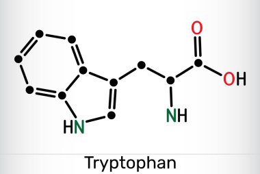 Tryptophan, Trp veya W molekül kimyasal yapısı. Temel amino asit ve serotonin öncülü. Vektör illüstrasyonu