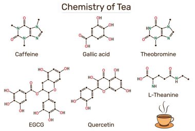 Çayın kimyası. Kafein, theanin, EGCG, galolik asit, theobromine, quercetin moleküler yapıları. Vektör illüstrasyonu