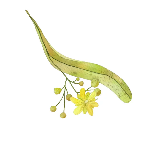 Иллюстрация Акварелью Цветок Линден Изолированы Белом Фоне Органической Упаковки Чая — стоковое фото