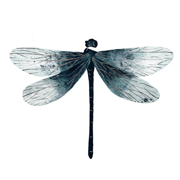 stock image Dragonfly monochromatic dark blue watercolor illustration isolated on white