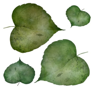 Linden çiçeği suluboya çizimi organik çay ambalajı için beyaz arkaplanda izole edilmiş.