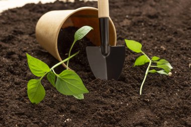 Topraktaki tohumlar ve küçük bir bahçe küreğinin yanındaki kağıt bardakta. Toprakta yeşil filizler.