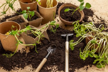 Bahçe aletleri ve toprak. Çekirdekli turba ve kağıt kaplar. Üst görünüm.