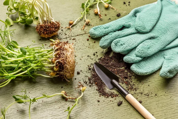stock image Garden tools and pea seedling with roots. Rubber gardening gloves. Top view. Green background.
