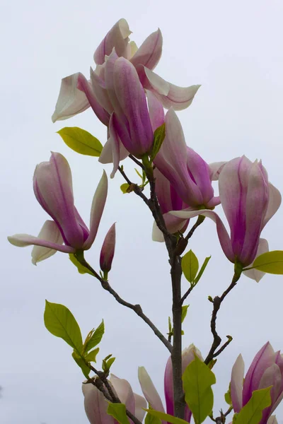 Blommande Rosa Magnolior Grenar Närbild — Stockfoto