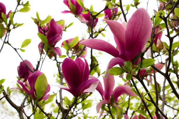 Blooming Pink Magnolias Branches Green Leaves Close — Stock Photo, Image