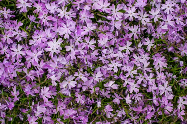 Kleine Lila Blüten Plakatkonzept Flache Lage — Stockfoto