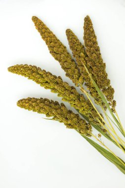 Darı beyaz zemin üzerine yeşil kulakları