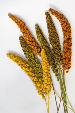 Sarı, yeşil ve kırmızı kulakları darı. Tahıl darı. Beyaz adam