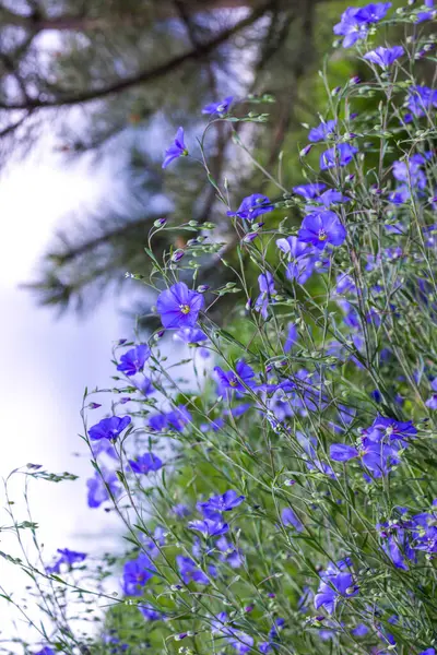 Tender Blue flax flowers close up. Natural backgroun