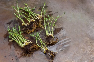 Kökleri ve toprağı olan bezelye filizleri. Paslı metal arka plan. Üst Manzara. Boşluğu kopyala