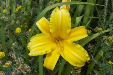 Yaprakların arasında sarı zambak tomurcuğu. Üst görünüm.
