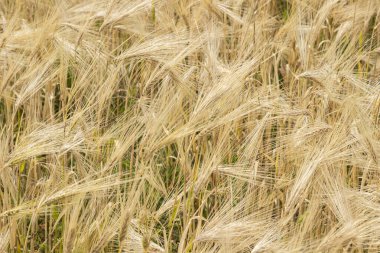 Çavdar viskisi. Olgun çavdar tarlası. Doğal arkaplan. 