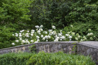 Parktaki beyaz ortanca çalıları Taş bir çitin arkasındaki yeşil ağaçların arasında.
