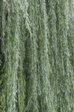 Hanging long willow branches. Natural background.  clipart