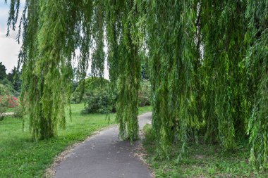 Parktaki bir patikanın üzerinde uzun söğüt dalları asılı. Çalıları olan yeşil çayır..