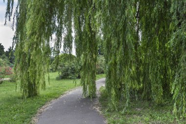 Hanging long willow branches over a path in the park. Green meadow with bushes. clipart