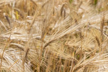 Çavdar ekmekleri tarlada. Kapatın. Doğal arkaplan. 