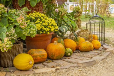 Taş zeminde turuncu balkabağı. Hasır Sepetlerdeki Çiçekler ve Saksı Bitkileri.