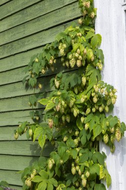 A branch of climbing liana on a green wall. Ripe hop cones. clipart