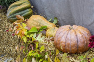 Büyük balkabakları samanların üzerinde yatar. Samanlara tırmanan bitkiler..