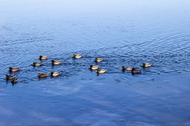 Bir ördek sürüsü nehir boyunca yüzüyor. Nehirdeki mavi su.