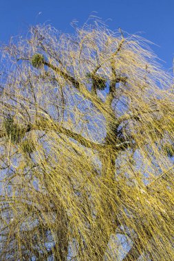 Mavi gökyüzüne karşı söğüt. Yapraksız dallar rüzgardan eğildi.
