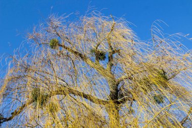 Mavi gökyüzüne karşı söğüt ağacının tepesi. Yapraksız dallar rüzgar tarafından bükülür. Söğüt dallarında asılı yeşil ökseotu.