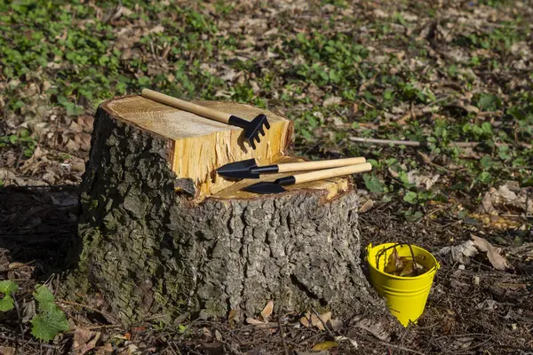 Küçük kapalı alandaki bitkileri dikmek için aletler. Sarı kova, kürek, tırmık ve bir kütüğü kepçe. Kapat..  
