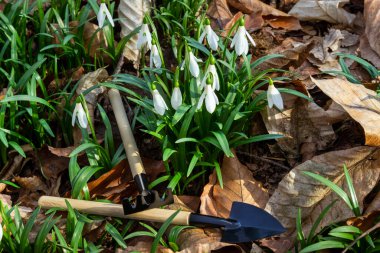 Sarı yaprakların ve bahar çiçeklerinin arasında bir kürek ve bir tırmık. Ekmek için bahçe aletleri..
