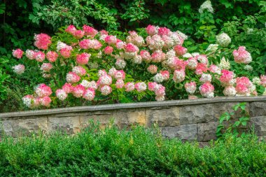 Yeşil çalıların arasında, taştan bir sınırda beyaz ve pembe ortanca çalıları. Yakın plan..